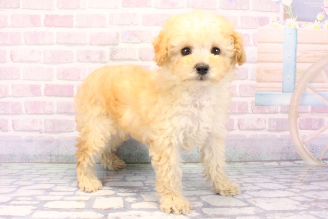 滋賀県のトイプードル(トイ) (Coo&RIKU滋賀草津店/2025年11月19日生まれ/男の子/ペールフォーン)の子犬の2枚目の画像