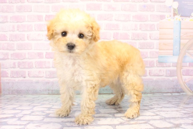 滋賀県のトイプードル(トイ) (Coo&RIKU滋賀草津店/2025年11月19日生まれ/男の子/ペールフォーン)の子犬の3枚目の画像