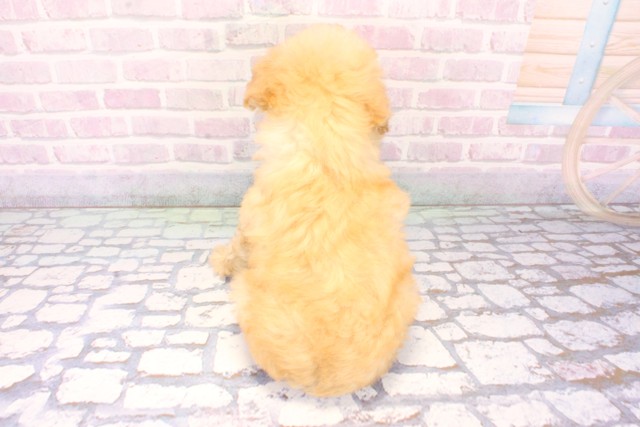 滋賀県のトイプードル(トイ) (Coo&RIKU滋賀草津店/2025年11月19日生まれ/男の子/ペールフォーン)の子犬の4枚目の画像