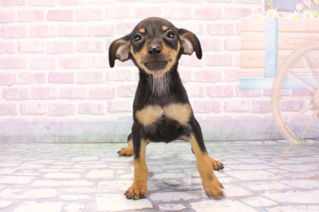 兵庫県のミニチュアピンシャー (Coo&RIKU神戸東灘店/2025年11月17日生まれ/女の子/ブラックタン)の子犬の1枚目の画像