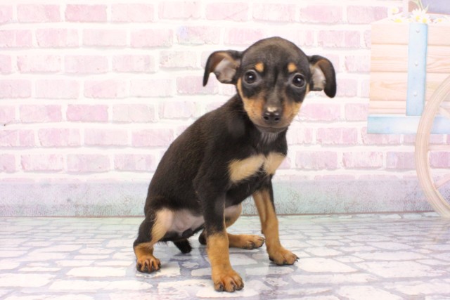 兵庫県のミニチュアピンシャー (Coo&RIKU神戸東灘店/2025年11月17日生まれ/女の子/ブラックタン)の子犬の2枚目の画像