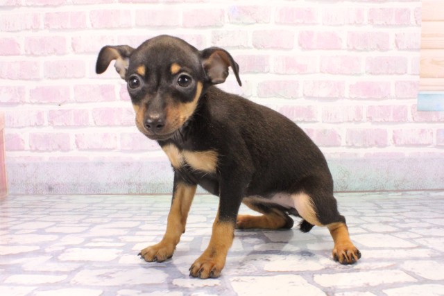 兵庫県のミニチュアピンシャー (Coo&RIKU神戸東灘店/2025年11月17日生まれ/女の子/ブラックタン)の子犬の3枚目の画像