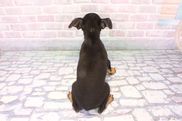 兵庫県のミニチュアピンシャー (Coo&RIKU神戸東灘店/2025年11月17日生まれ/女の子/ブラックタン)の子犬の4枚目の画像