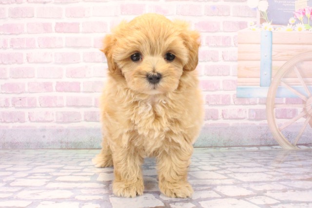 大阪府のマルプー(マルチーズ×プードル) (Coo&RIKU天王寺店/2025年11月18日生まれ/女の子/クリーム)の子犬