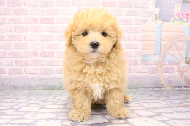 京都府のマルプー(マルチーズ×プードル) (Coo&RIKU京都河原町店/2025年11月18日生まれ/男の子/クリーム)の子犬の1枚目の画像