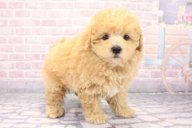 京都府のマルプー(マルチーズ×プードル) (Coo&RIKU京都河原町店/2025年11月18日生まれ/男の子/クリーム)の子犬の2枚目の画像