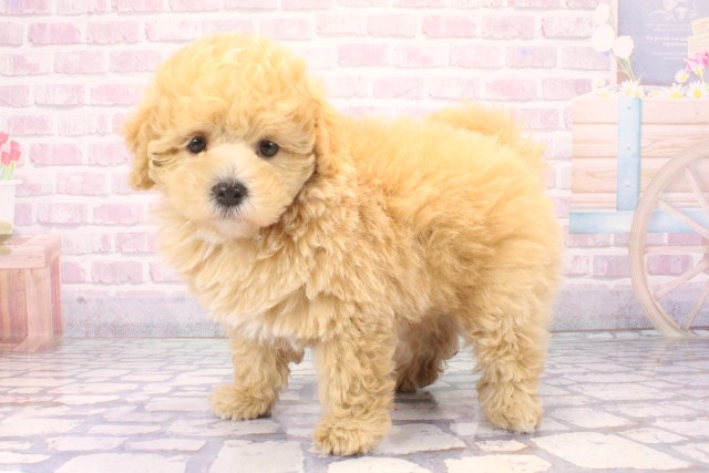 京都府のマルプー(マルチーズ×プードル) (Coo&RIKU京都河原町店/2025年11月18日生まれ/男の子/クリーム)の子犬の3枚目の画像