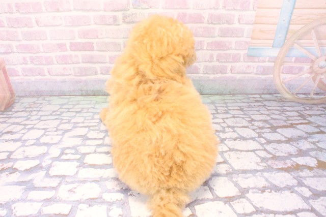 京都府のマルプー(マルチーズ×プードル) (Coo&RIKU京都河原町店/2025年11月18日生まれ/男の子/クリーム)の子犬の4枚目の画像