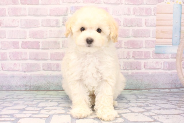 滋賀県のトイプードル(トイ) (Coo&RIKU東近江店/2025年11月19日生まれ/男の子/ホワイト)の子犬の1枚目の画像