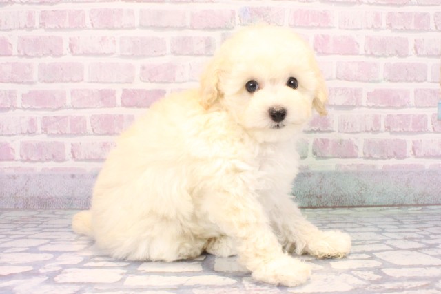 滋賀県のトイプードル(トイ) (Coo&RIKU東近江店/2025年11月19日生まれ/男の子/ホワイト)の子犬の2枚目の画像
