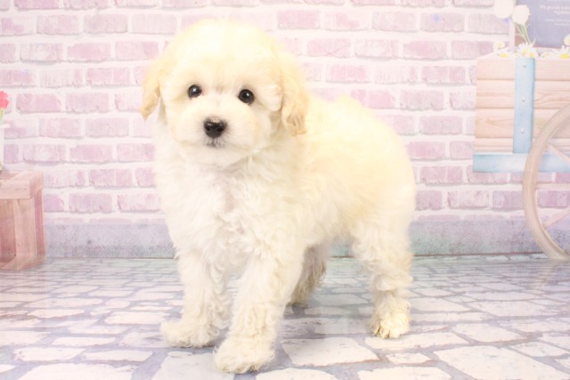 滋賀県のトイプードル(トイ) (Coo&RIKU東近江店/2025年11月19日生まれ/男の子/ホワイト)の子犬の3枚目の画像