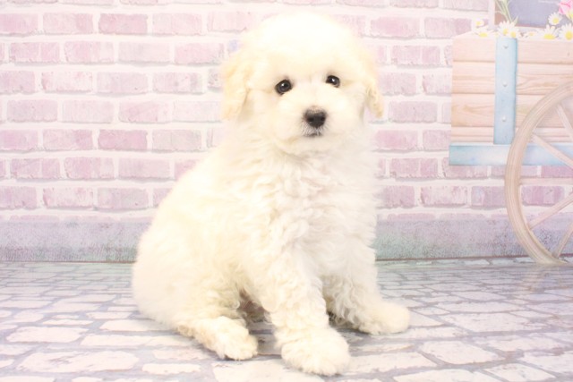 大阪府のトイプードル(トイ) (Coo&RIKU城東古市店/2025年11月19日生まれ/男の子/ホワイト)の子犬の2枚目の画像
