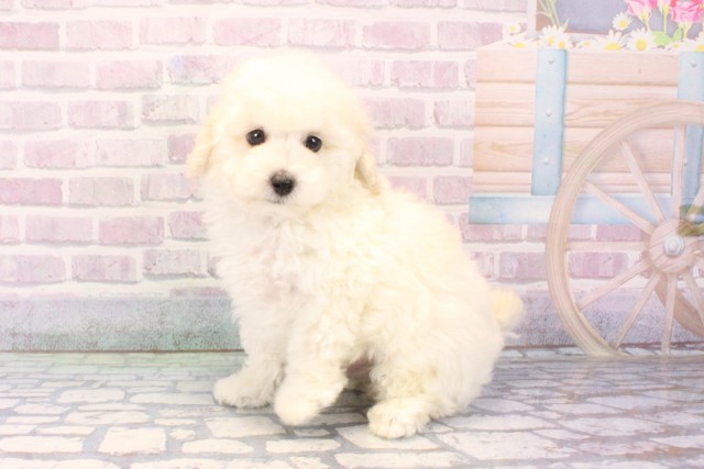 大阪府のトイプードル(トイ) (Coo&RIKU城東古市店/2025年11月19日生まれ/男の子/ホワイト)の子犬の3枚目の画像