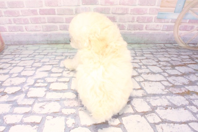 大阪府のトイプードル(トイ) (Coo&RIKU城東古市店/2025年11月19日生まれ/男の子/ホワイト)の子犬の4枚目の画像