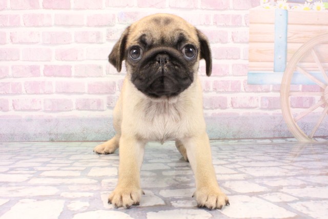 和歌山県のパグ (Coo&RIKU和歌山店/2025年11月20日生まれ/女の子/フォーン)の子犬の1枚目の画像