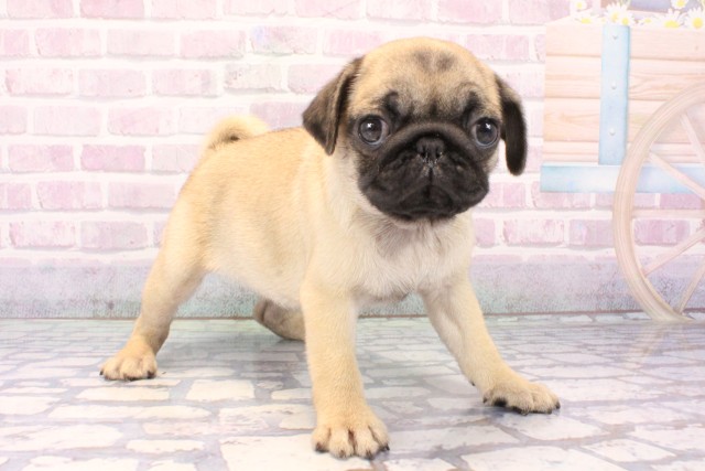 和歌山県のパグ (Coo&RIKU和歌山店/2025年11月20日生まれ/女の子/フォーン)の子犬の2枚目の画像