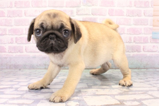 和歌山県のパグ (Coo&RIKU和歌山店/2025年11月20日生まれ/女の子/フォーン)の子犬の3枚目の画像