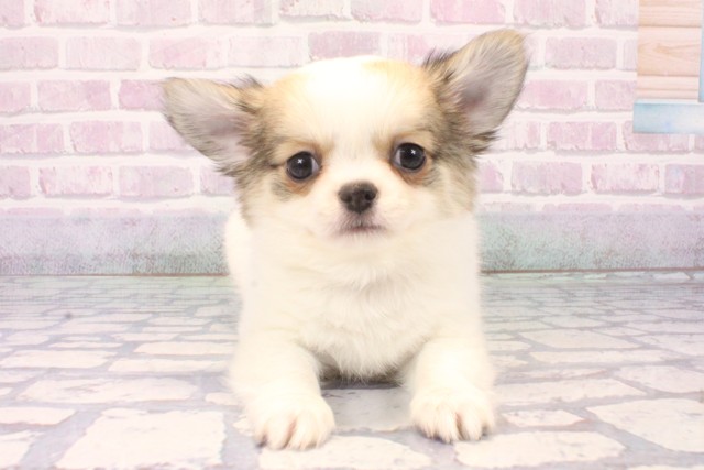 兵庫県のチワワ(ロング) (Coo&RIKU神戸垂水店/2025年11月18日生まれ/男の子/レッドホワイト)の子犬の1枚目の画像