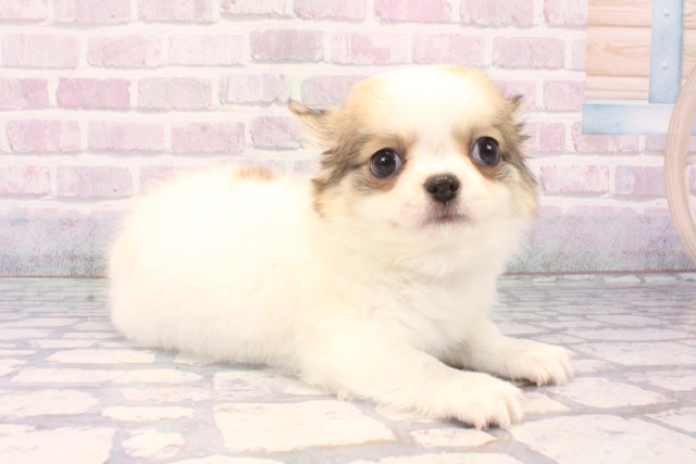 兵庫県のチワワ(ロング) (Coo&RIKU神戸垂水店/2025年11月18日生まれ/男の子/レッドホワイト)の子犬の2枚目の画像