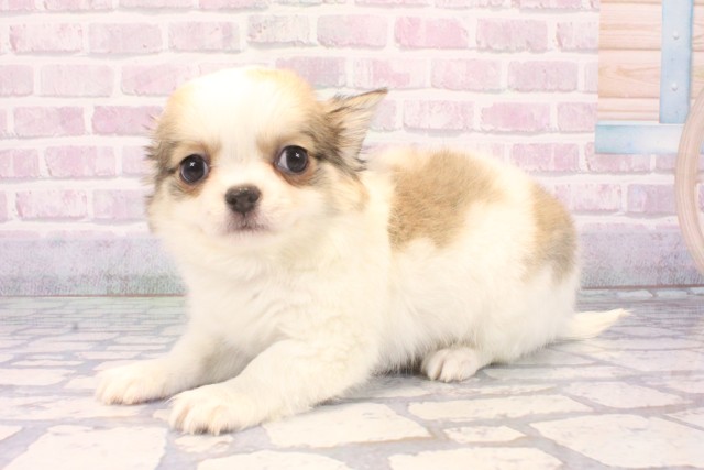 兵庫県のチワワ(ロング) (Coo&RIKU神戸垂水店/2025年11月18日生まれ/男の子/レッドホワイト)の子犬の3枚目の画像