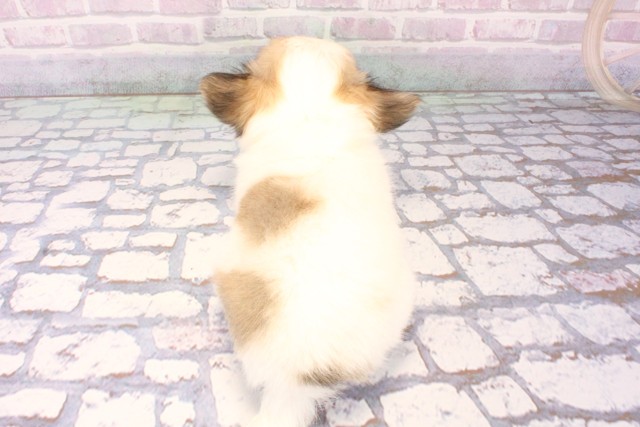 兵庫県のチワワ(ロング) (Coo&RIKU神戸垂水店/2025年11月18日生まれ/男の子/レッドホワイト)の子犬の4枚目の画像