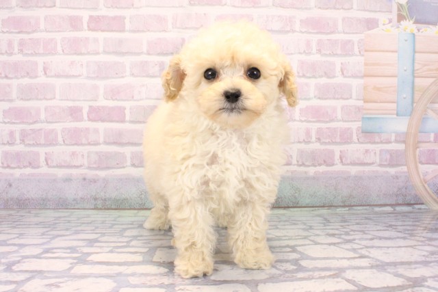 滋賀県のトイプードル(トイ) (Coo&RIKU東近江店/2025年11月18日生まれ/女の子/ホワイト)の子犬