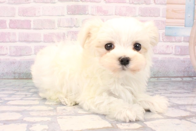 和歌山県のマルチーズ (Coo&RIKU和歌山店/2025年11月18日生まれ/男の子/ホワイト)の子犬の2枚目の画像