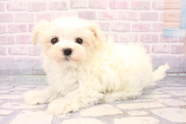 和歌山県のマルチーズ (Coo&RIKU和歌山店/2025年11月18日生まれ/男の子/ホワイト)の子犬の3枚目の画像