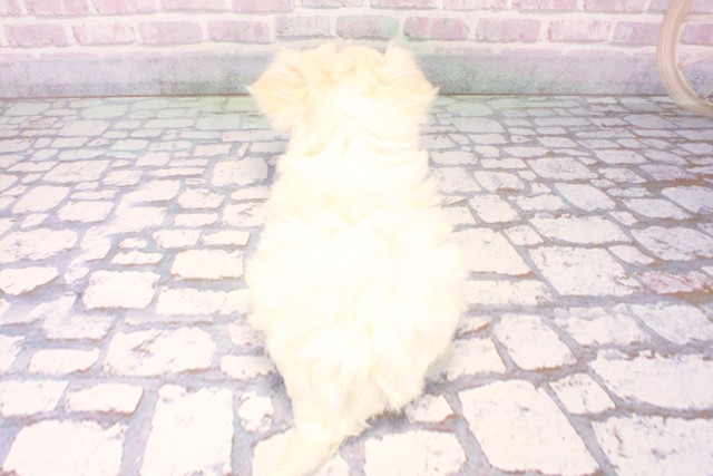 和歌山県のマルチーズ (Coo&RIKU和歌山店/2025年11月18日生まれ/男の子/ホワイト)の子犬の4枚目の画像