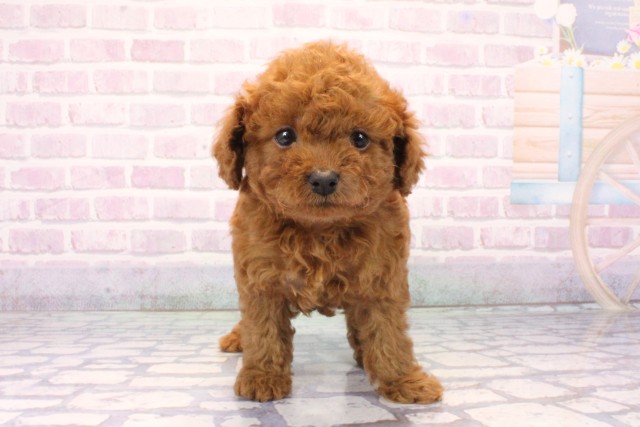 大阪府のトイプードル(トイ) (Coo&RIKU天王寺店/2025年11月19日生まれ/男の子/レッドフォーン)の子犬の1枚目の画像