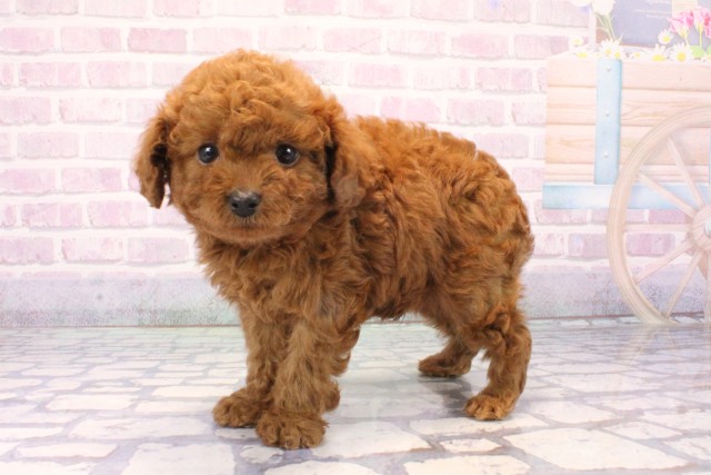 大阪府のトイプードル(トイ) (Coo&RIKU天王寺店/2025年11月19日生まれ/男の子/レッドフォーン)の子犬の2枚目の画像