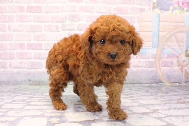 大阪府のトイプードル(トイ) (Coo&RIKU天王寺店/2025年11月19日生まれ/男の子/レッドフォーン)の子犬の3枚目の画像