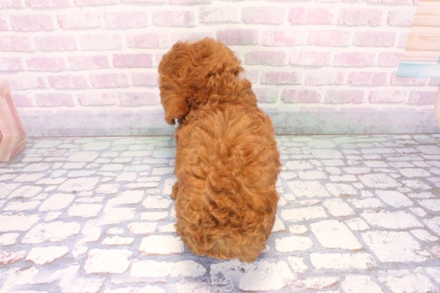 大阪府のトイプードル(トイ) (Coo&RIKU天王寺店/2025年11月19日生まれ/男の子/レッドフォーン)の子犬の4枚目の画像