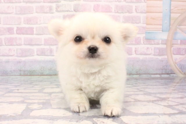 大阪府のチワワ(ロング) (Coo&RIKU心斎橋店/2025年11月19日生まれ/男の子/クリーム)の子犬