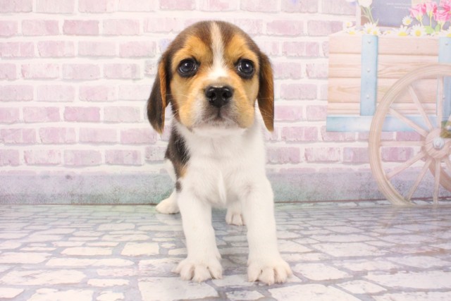 滋賀県のビーグル (Coo&RIKU東近江店/2025年11月18日生まれ/男の子/ブラックタンホワイト)の子犬の1枚目の画像