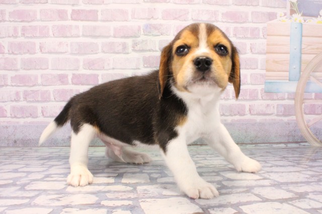 滋賀県のビーグル (Coo&RIKU東近江店/2025年11月18日生まれ/男の子/ブラックタンホワイト)の子犬の2枚目の画像