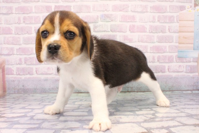 滋賀県のビーグル (Coo&RIKU東近江店/2025年11月18日生まれ/男の子/ブラックタンホワイト)の子犬の3枚目の画像