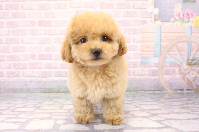 奈良県のトイプードル(トイ) (Coo&RIKU奈良新庄店/2025年11月17日生まれ/男の子/ペールフォーン)の子犬の1枚目の画像