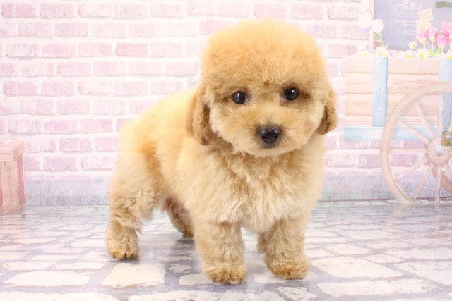 奈良県のトイプードル(トイ) (Coo&RIKU奈良新庄店/2025年11月17日生まれ/男の子/ペールフォーン)の子犬の2枚目の画像