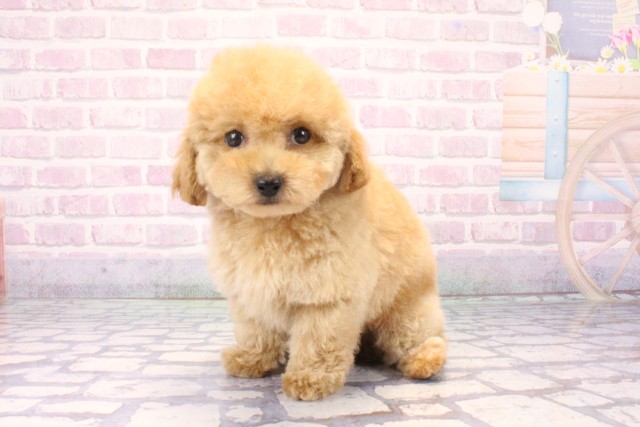 奈良県のトイプードル(トイ) (Coo&RIKU奈良新庄店/2025年11月17日生まれ/男の子/ペールフォーン)の子犬の3枚目の画像