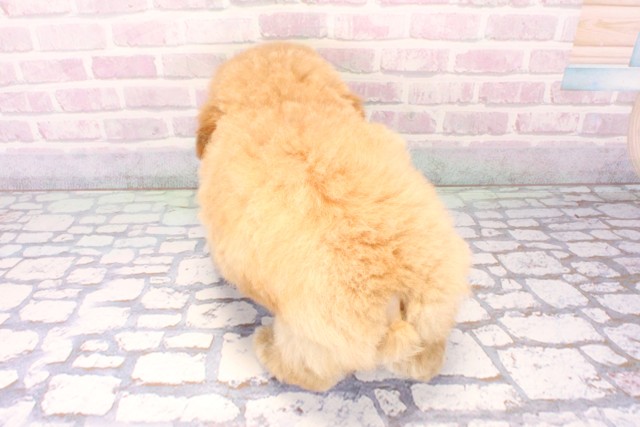 奈良県のトイプードル(トイ) (Coo&RIKU奈良新庄店/2025年11月17日生まれ/男の子/ペールフォーン)の子犬の4枚目の画像