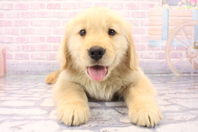 兵庫県のゴールデンレトリバー (Coo&RIKU尼崎店/2025年11月17日生まれ/男の子/ゴールデン)の子犬の1枚目の画像