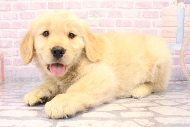 兵庫県のゴールデンレトリバー (Coo&RIKU尼崎店/2025年11月17日生まれ/男の子/ゴールデン)の子犬の3枚目の画像