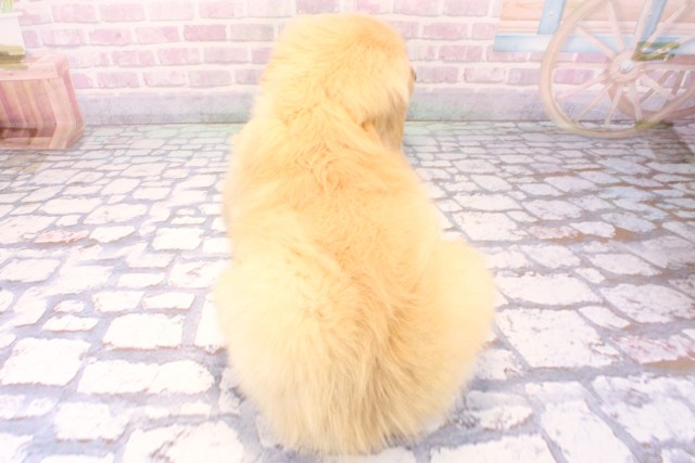 兵庫県のゴールデンレトリバー (Coo&RIKU尼崎店/2025年11月17日生まれ/男の子/ゴールデン)の子犬の4枚目の画像