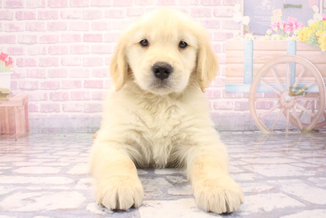 兵庫県のゴールデンレトリバー (Coo&RIKU神戸東灘店/2025年11月17日生まれ/男の子/ゴールデン)の子犬の1枚目の画像