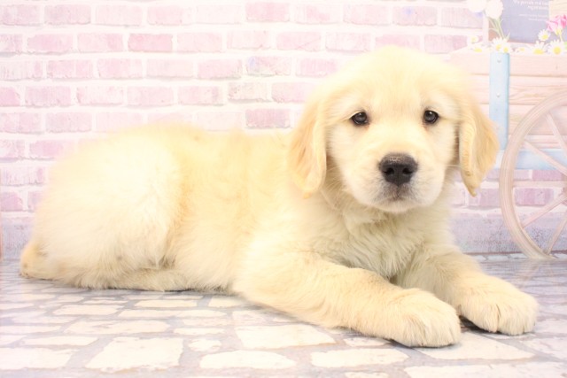 兵庫県のゴールデンレトリバー (Coo&RIKU神戸東灘店/2025年11月17日生まれ/男の子/ゴールデン)の子犬の2枚目の画像