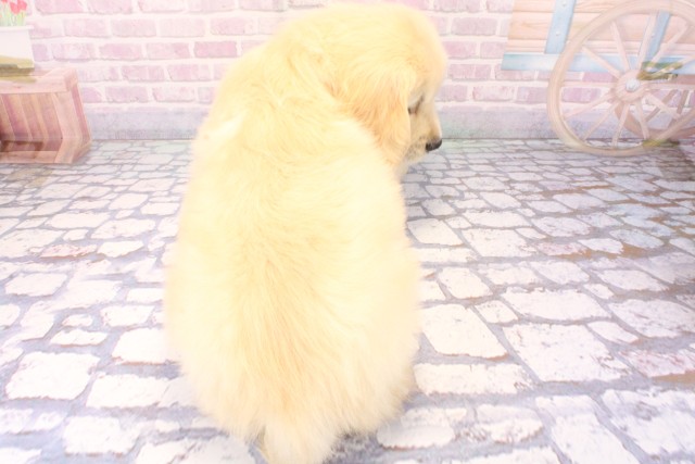 兵庫県のゴールデンレトリバー (Coo&RIKU神戸東灘店/2025年11月17日生まれ/男の子/ゴールデン)の子犬の4枚目の画像