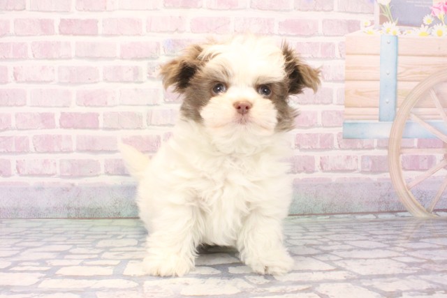 大阪府のチワマル/マルチワ(チワワ×マルチーズ) (Coo&RIKU心斎橋店/2025年11月20日生まれ/男の子/イザベラホワイト)の子犬