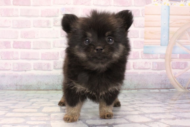 京都府のポメチワ/チワポメ/ポメチー(ポメラニアン×チワワ) (Coo&RIKU舞鶴店/2025年11月20日生まれ/女の子/ブラックタン)の子犬の1枚目の画像
