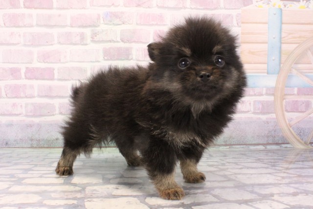 京都府のポメチワ/チワポメ/ポメチー(ポメラニアン×チワワ) (Coo&RIKU舞鶴店/2025年11月20日生まれ/女の子/ブラックタン)の子犬の2枚目の画像